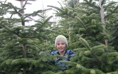 Christbaum_Janisch6